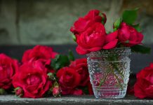 Cum sa tratati rugina la trandafiri